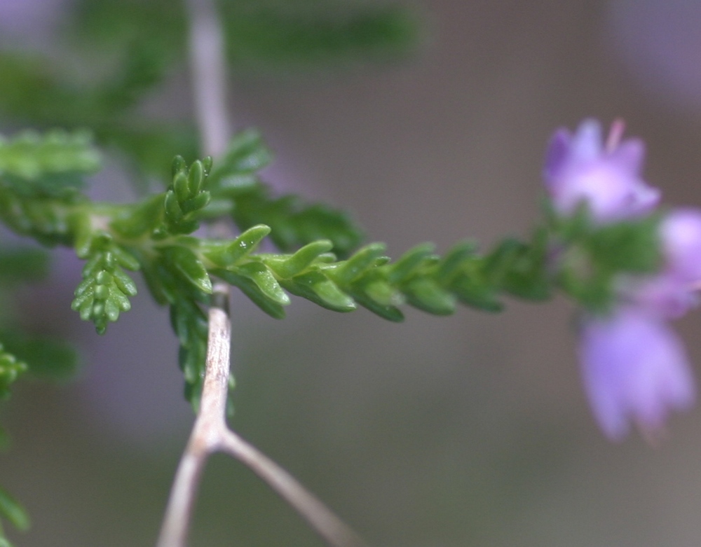 brugo - Calluna vulgaris