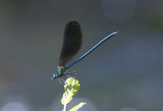 calopterix abruzzese