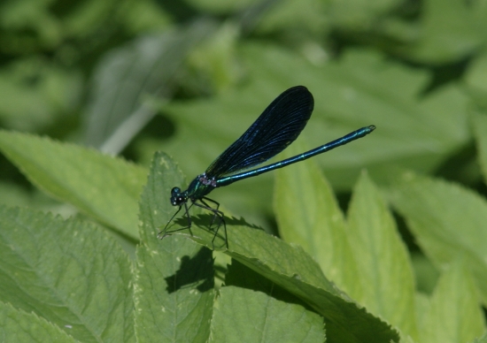 calopterix abruzzese