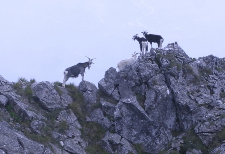 Fatte di capra sulle Alpi Apuane