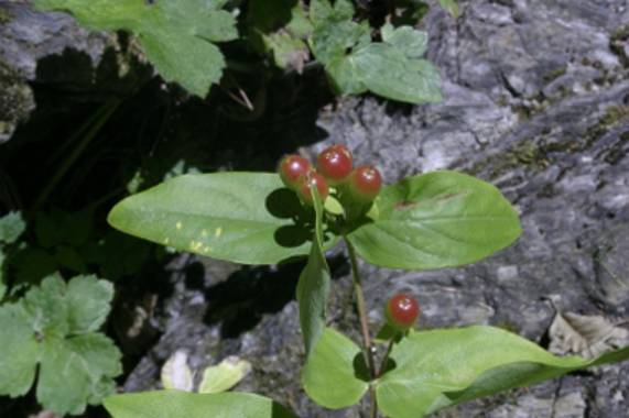 Hypericum androsaemum, bacche e fiori