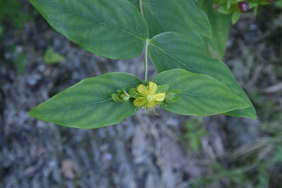 Hypericum androsaemum, bacche e fiori