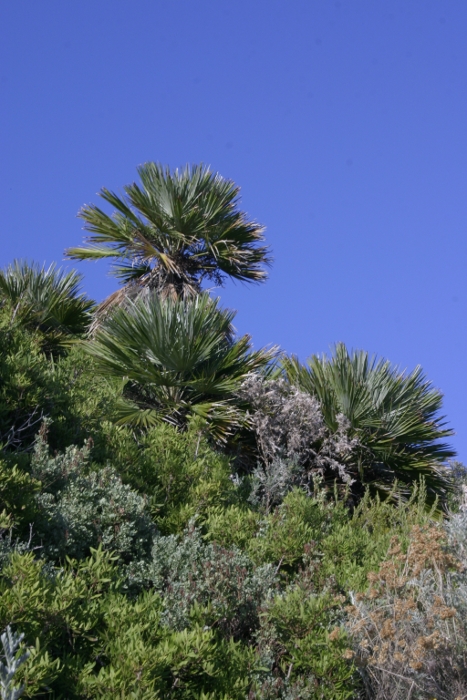 Palma nana - Chamaerops humilis