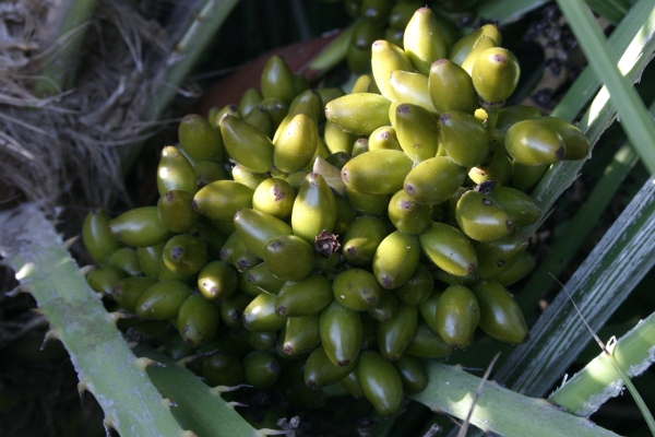 Palma nana - Chamaerops humilis