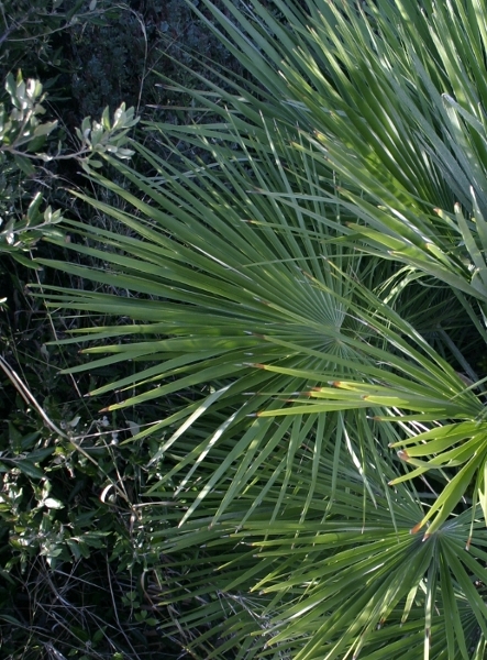 Palma nana - Chamaerops humilis