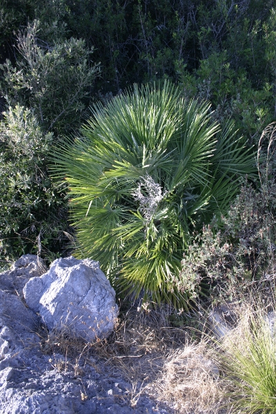 Palma nana - Chamaerops humilis