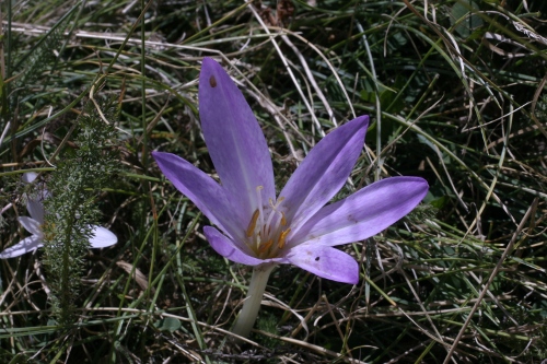 colchicum ? si