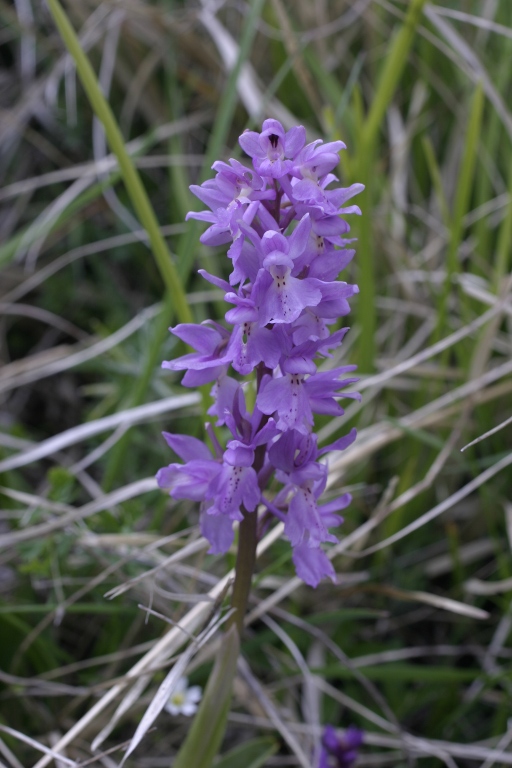 Orchis X colemanii