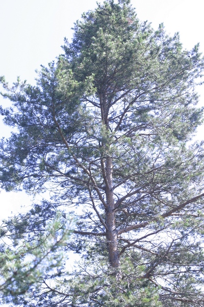 Conifera Alpi Apuane - Pinus cfr. sylvestris