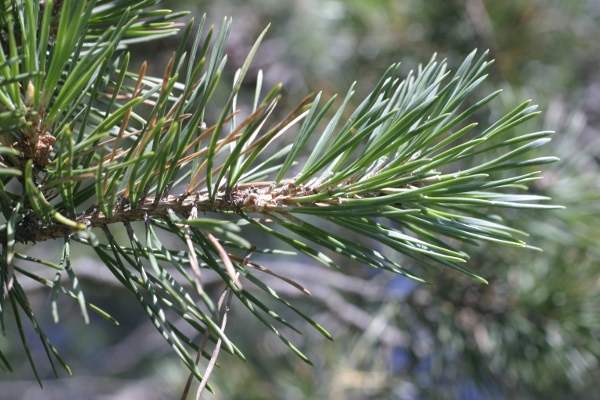 Conifera Alpi Apuane - Pinus cfr. sylvestris