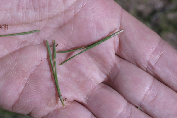 Conifera Alpi Apuane - Pinus cfr. sylvestris