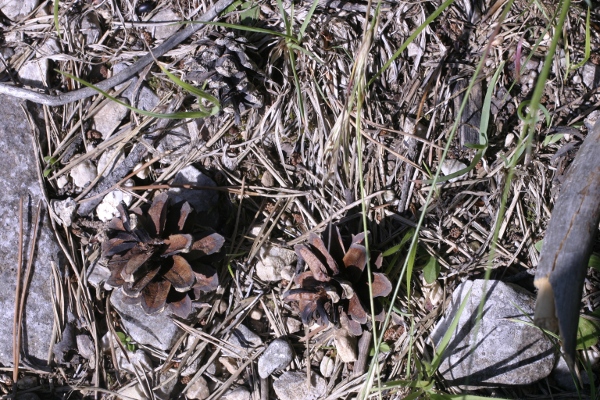 Conifera Alpi Apuane - Pinus cfr. sylvestris