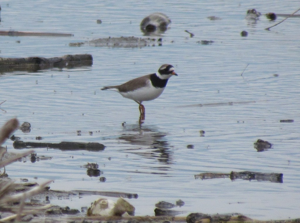 corrieri a bocca di serchio