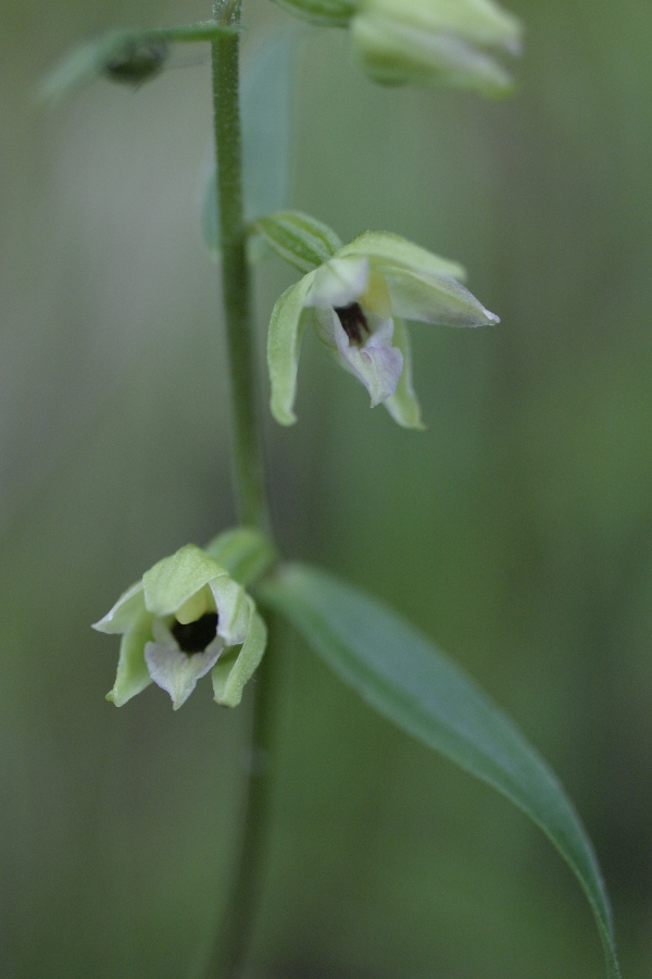 Epipactis muelleri - Alpi Apuane