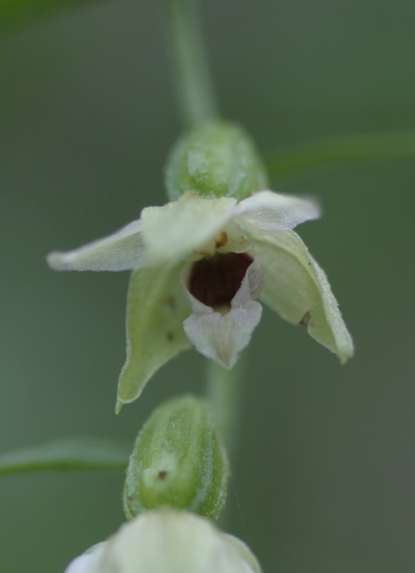 Epipactis muelleri - Alpi Apuane