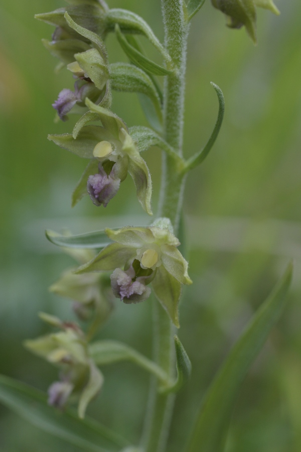 Epipactis Alpi Apuane