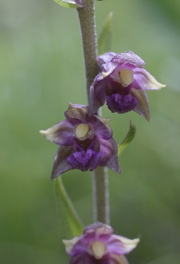 Epipactis atrorubens / Elleborine violacea