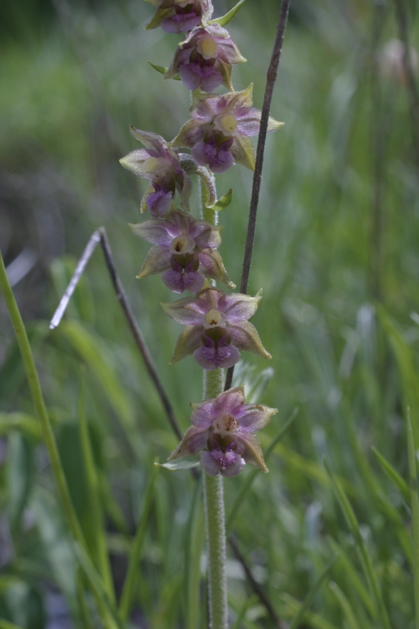 Epipactis atrorubens / Elleborine violacea