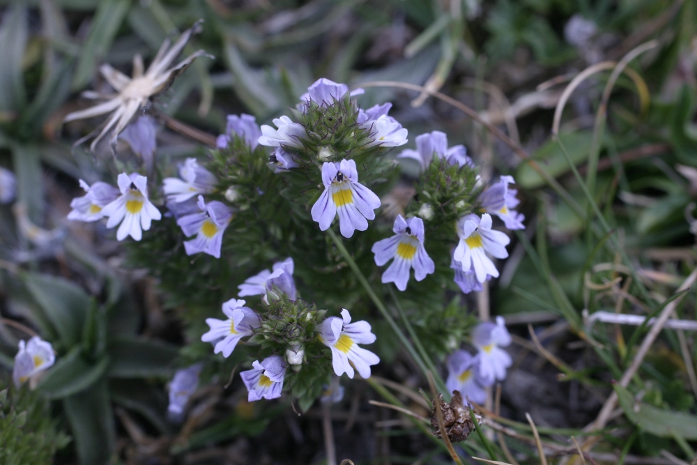 Euphrasia sp.