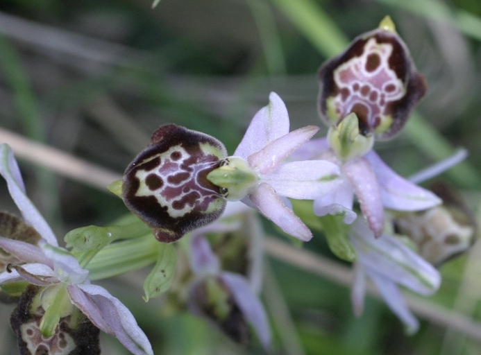 Ophrys exaltata montis-leonis