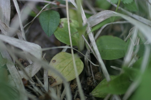 Goodyera repens