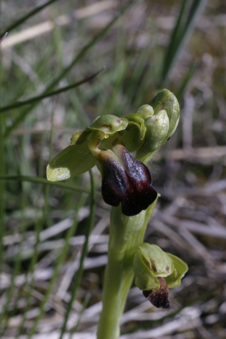 Ophrys fusca