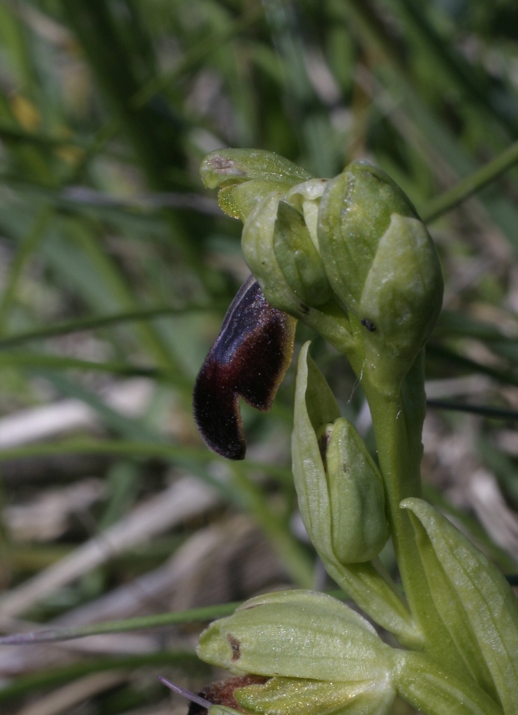 Ophrys fusca