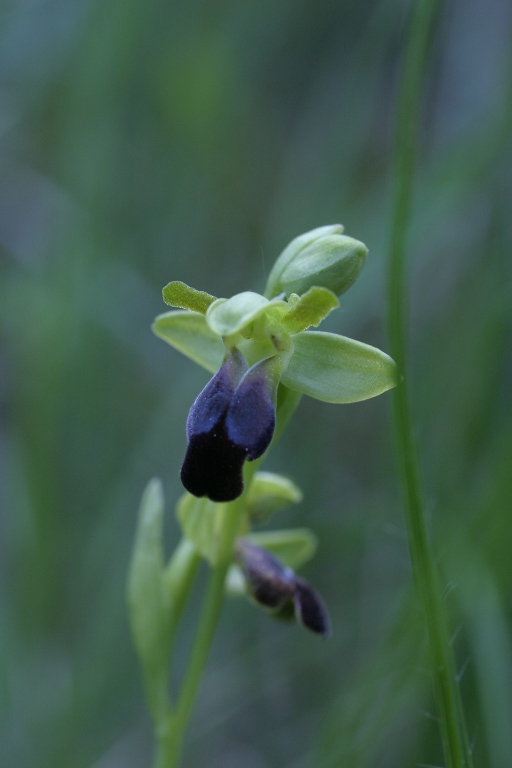 Altre Ophrys fusca