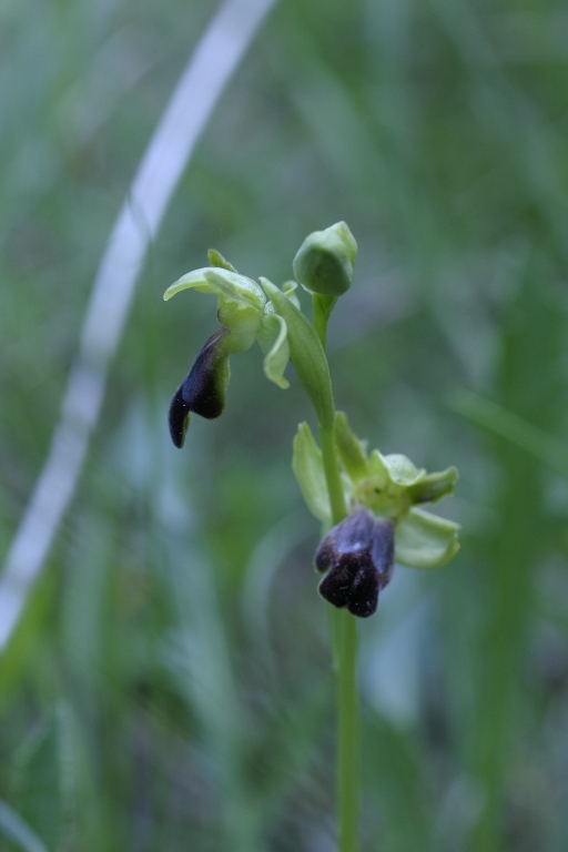 Altre Ophrys fusca