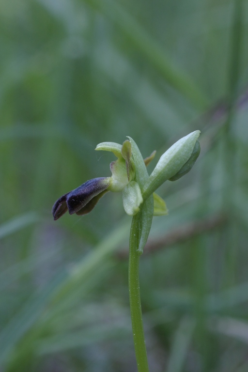 Altre Ophrys fusca