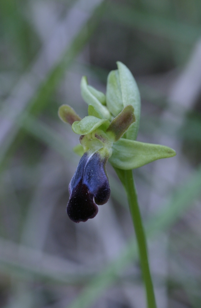 Altre Ophrys fusca