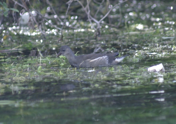 giovane di gallinella d''acqua