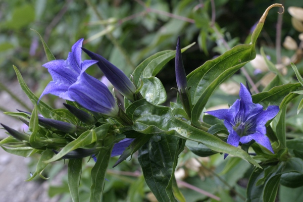 Dalle Alpi Apuane: Gentiana asclepiadea