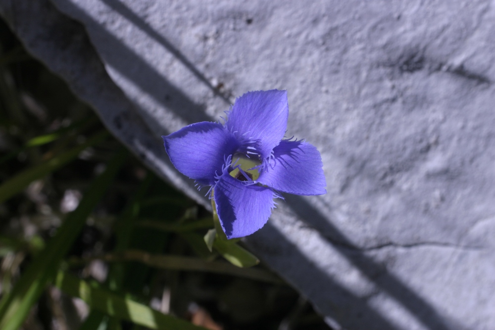 Gentianopsis ciliata