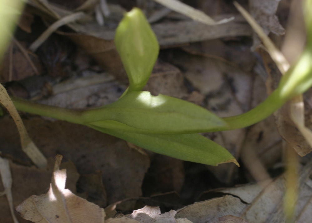 Gentianopsis ciliata