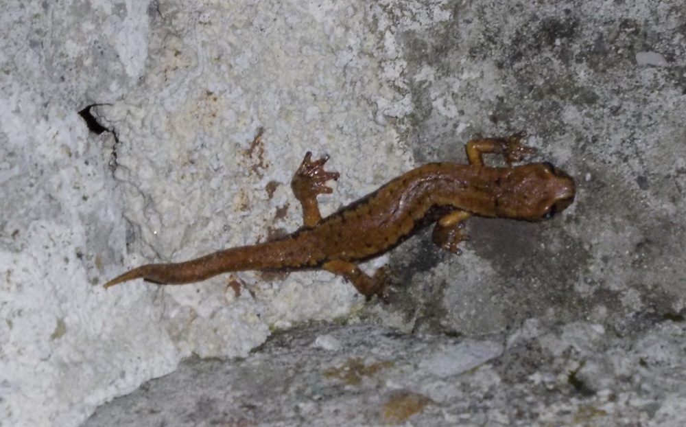 geotritone Alpi Apuane - Hydromantes italicus