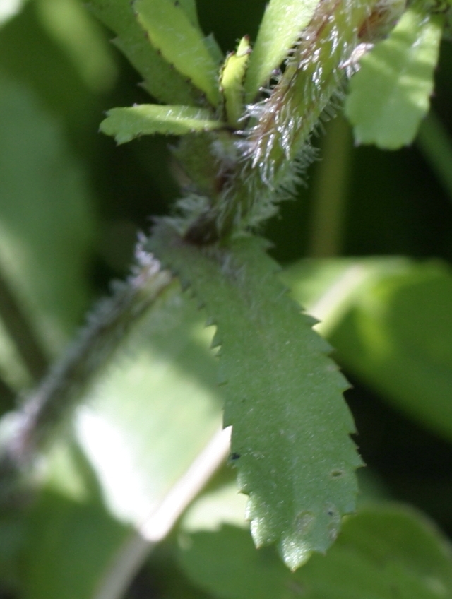 Coleostephus myconis