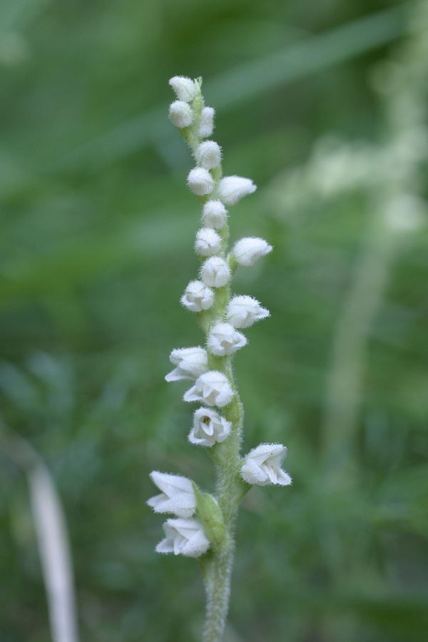 Goodyera repens