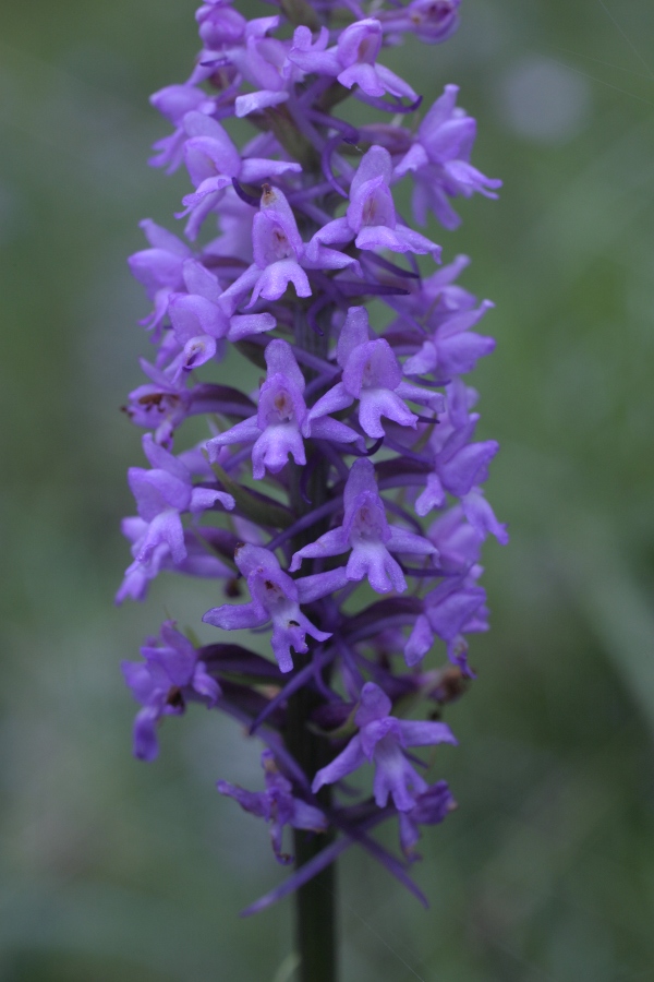 Gymnadenia conopsea Alpi Apuane