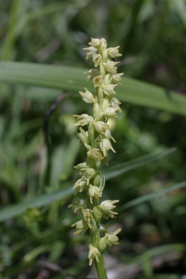 Herminium monorchis