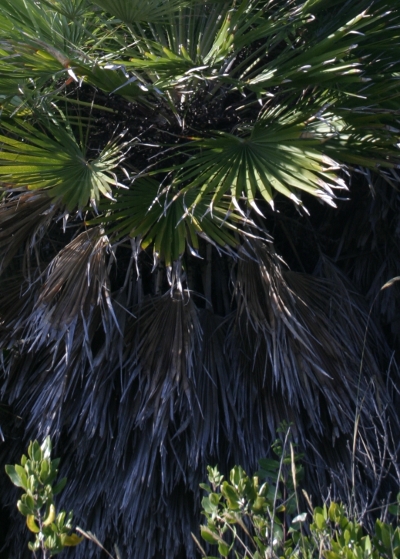 Palma nana - Chamaerops humilis