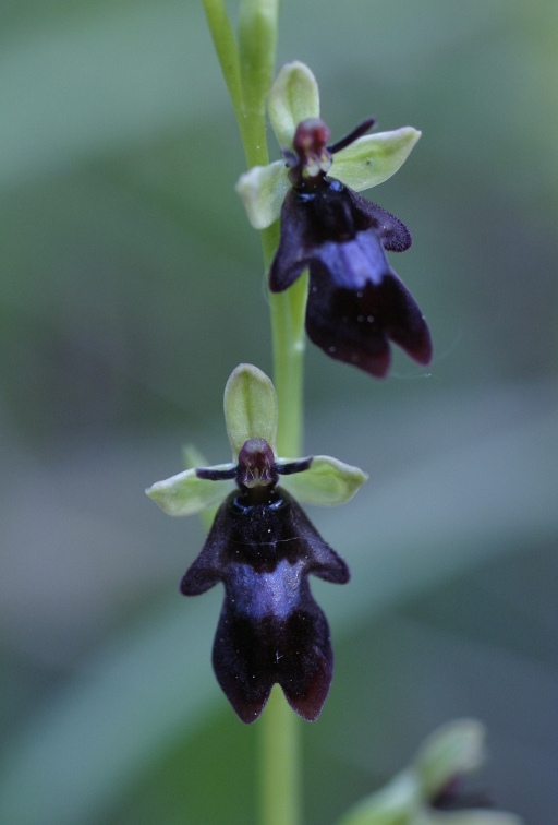 Ophrys insectifera