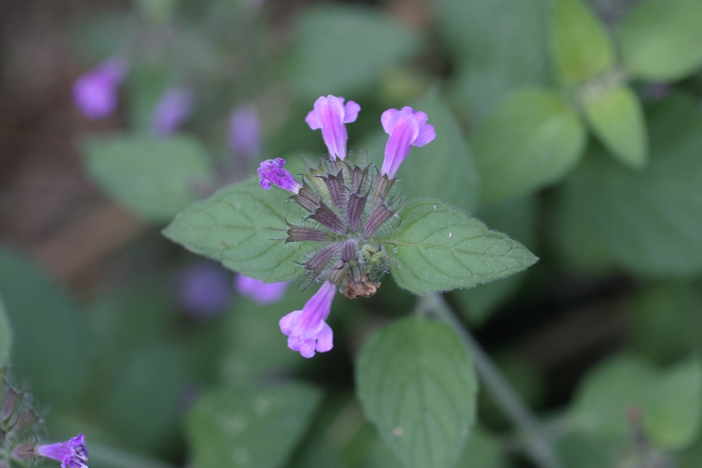 Clinopodium vulgare