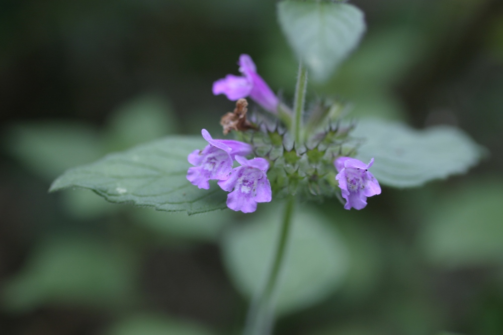 Clinopodium vulgare