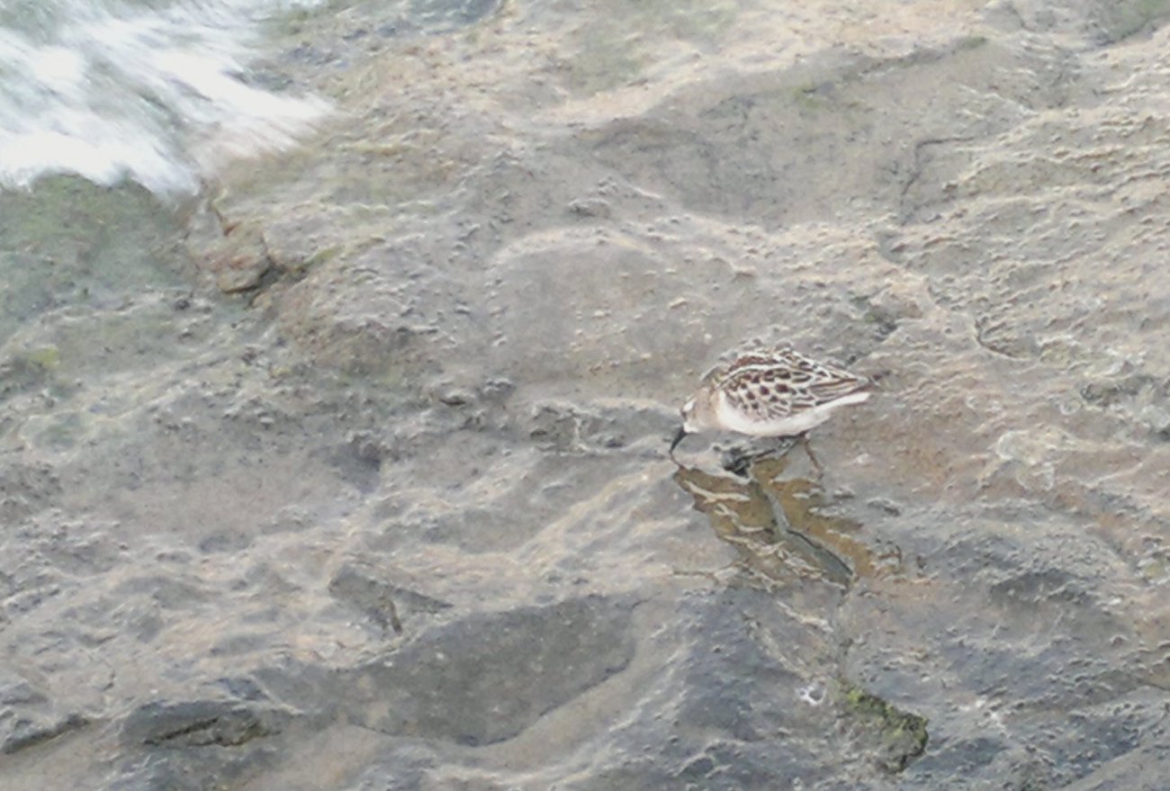 Limicolo sul lago di Ginevra: Gambecchio comune (Calidris minuta)