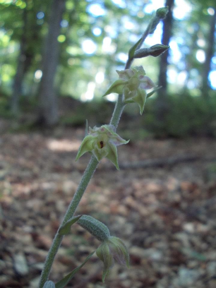 Epipactis 1