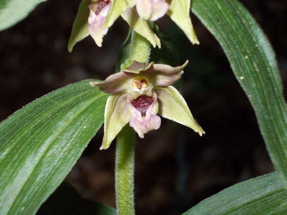 Epipactis 2