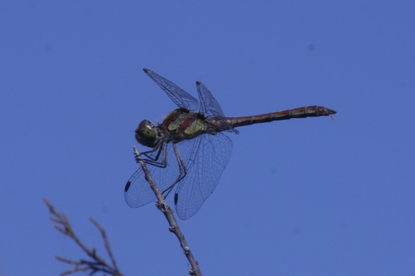 libellula orbetello - Sympetrum striolatum (maschio)