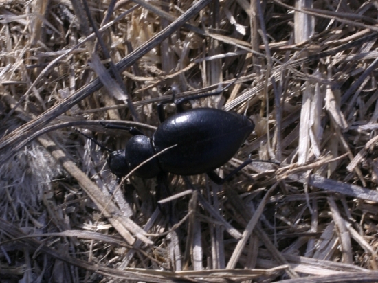 coleottero in spiaggia: Tentyria sp. (Tenebrionidae)