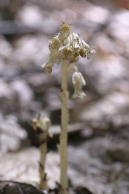 Monotropa cfr. hypopitys